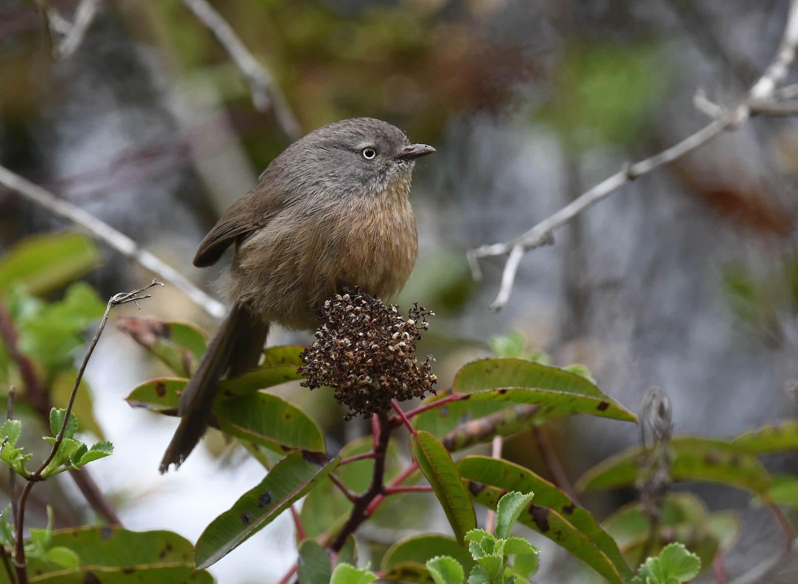 image Wrentit